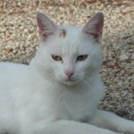 CEM chats perdus trouvés Grand blanc